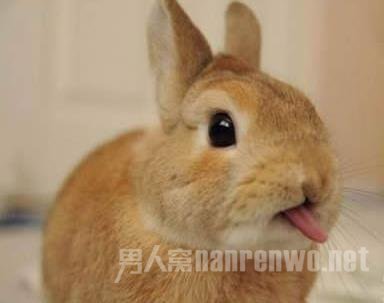 ӿŶ