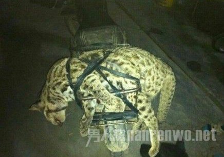 豹猫尸体