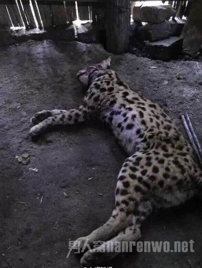 豹猫尸体图片