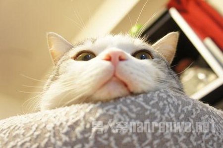 那些悄悄温暖你的萌货