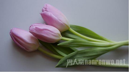 含苞待放