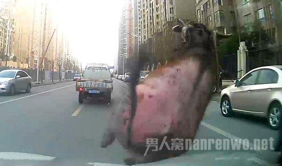 疯牛撞在车窗上