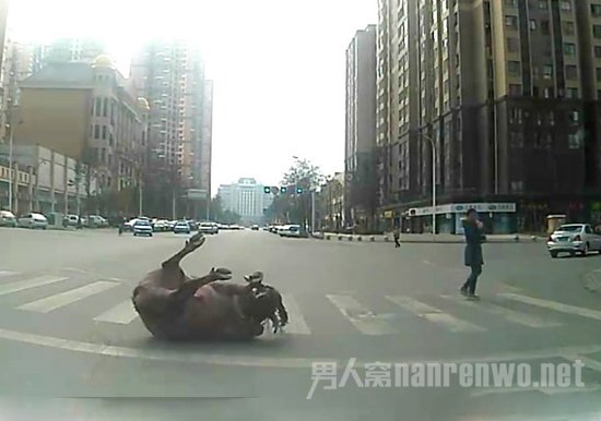 疯牛被撞飞