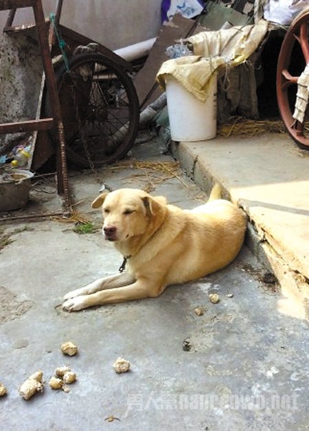 忠犬大黄