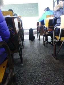 学霸狗