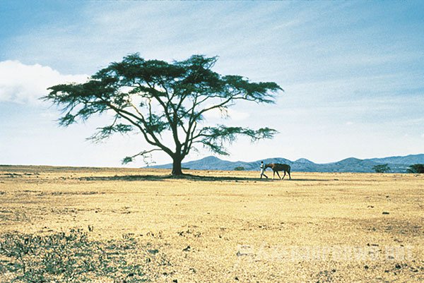 Ralph Lauren ȫSafariϵ ̽ó̵