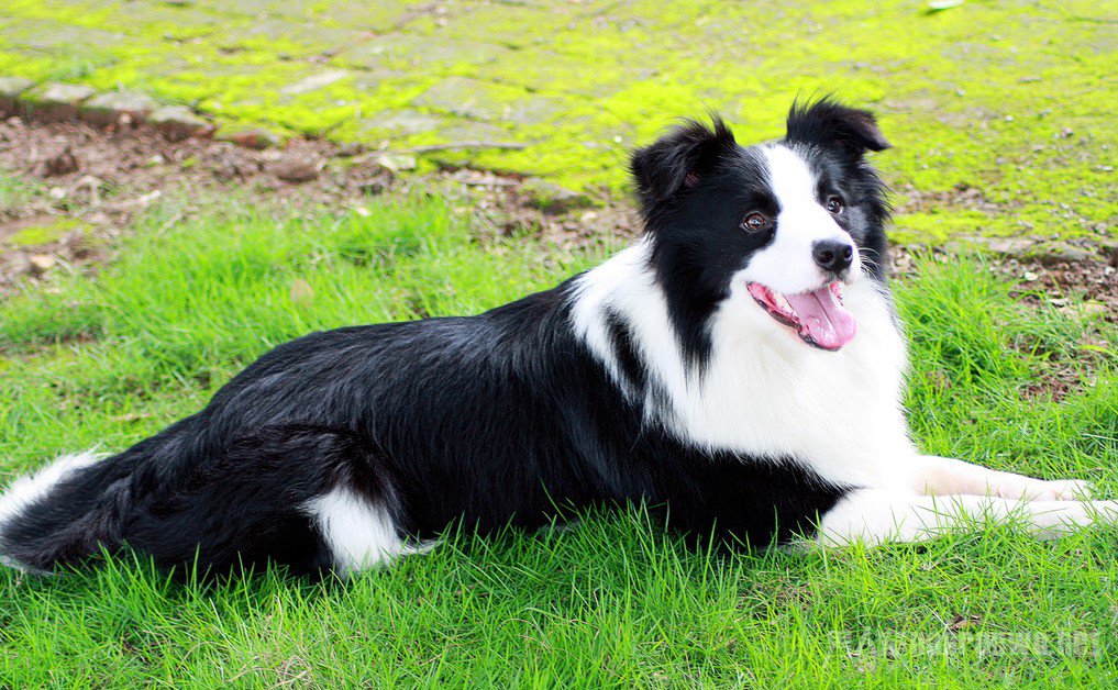 �߾�����Ȯ