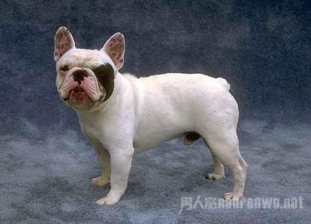 ������ţȮ