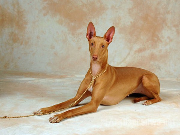 ��������Ȯ