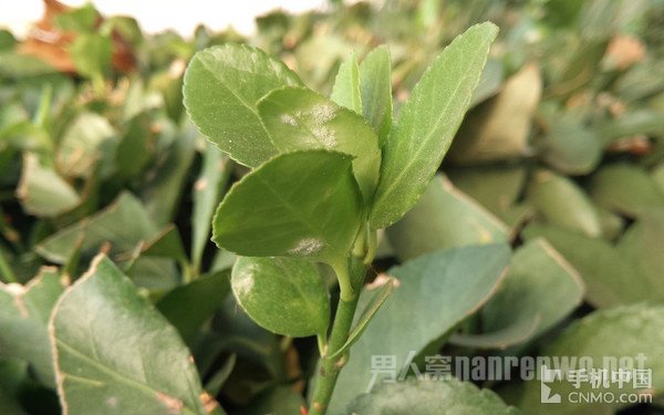 锤子手机样张1