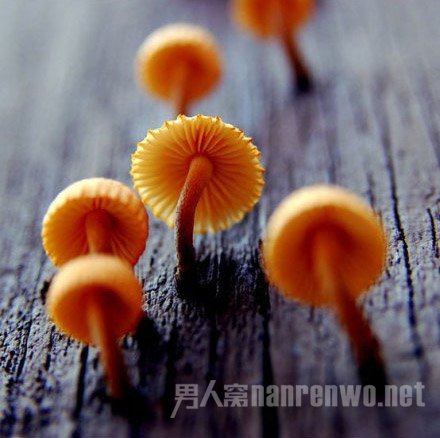 木桩上的“钉子”