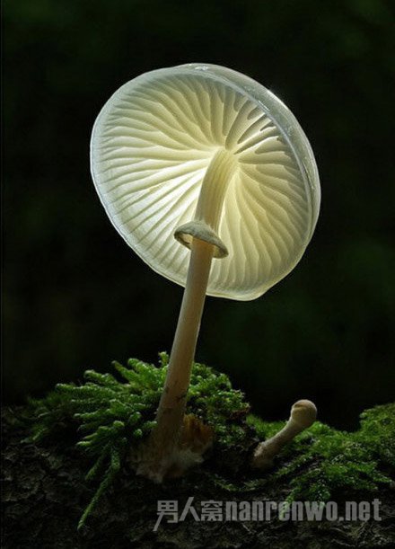 梦幻般的蘑菇