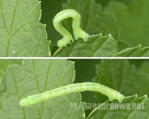 尺蠖：弓形步前行