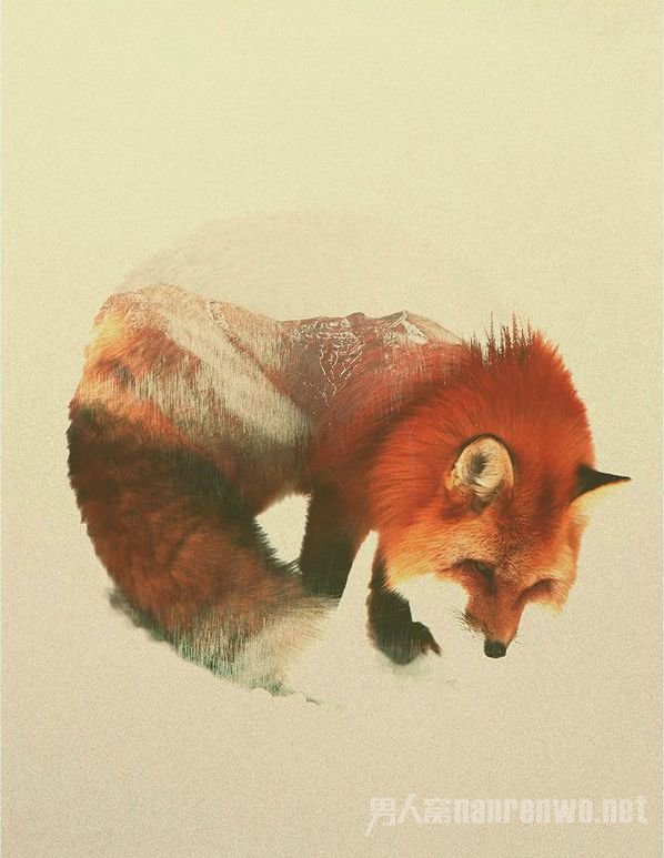 狐狸