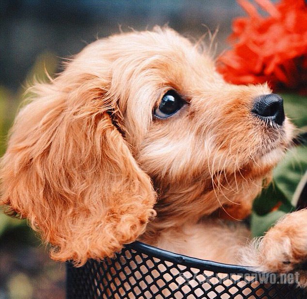ӡ󡷵151:ӢѪСȮ̬ʮ