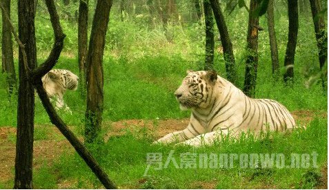 秦皇岛女游客在野生动物园被老虎咬死