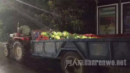 瓜农雨中沉睡