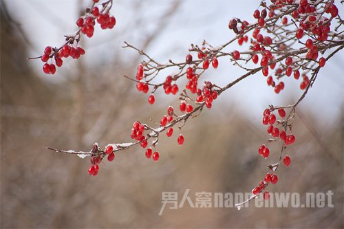 2015重阳节作文范文