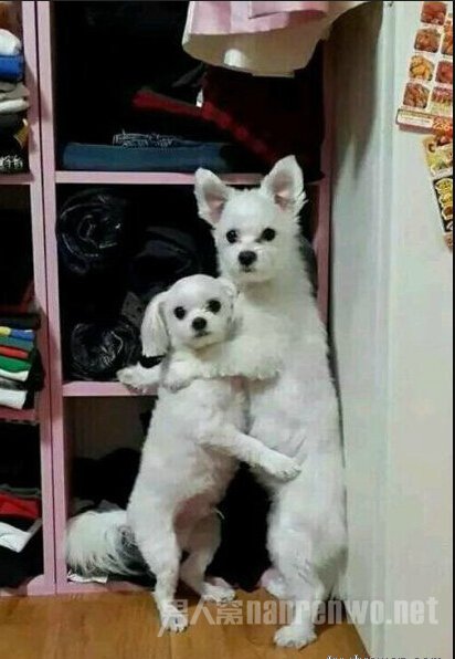 Ī뵽˹DVD桭