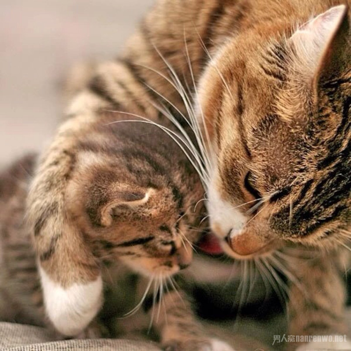 ĸ˽İ