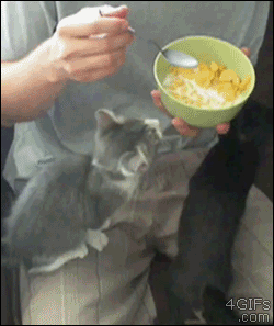 有一种神经病叫别人家的喵~