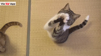 一只很会装可怜乞食的猫咪，真不忍心拒绝啊!