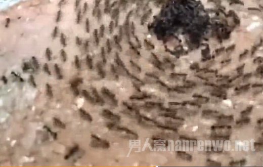 蚂蚁死亡漩涡