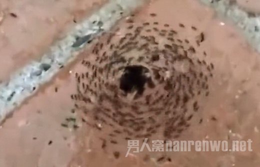 “蚂蚁死亡漩涡”挑起网友好奇心