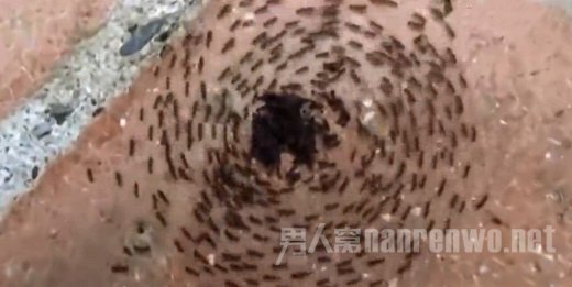 群蚁顺时针旋转直到死亡