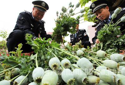 公安机关处理罂粟