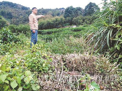 ���Ƶ������ָ����Ƶķ����ֳ�