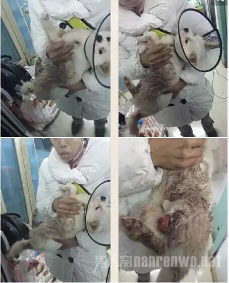 受虐小狗