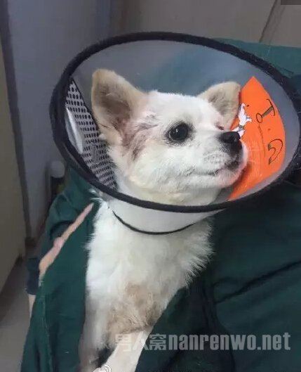 手术救治后的狗