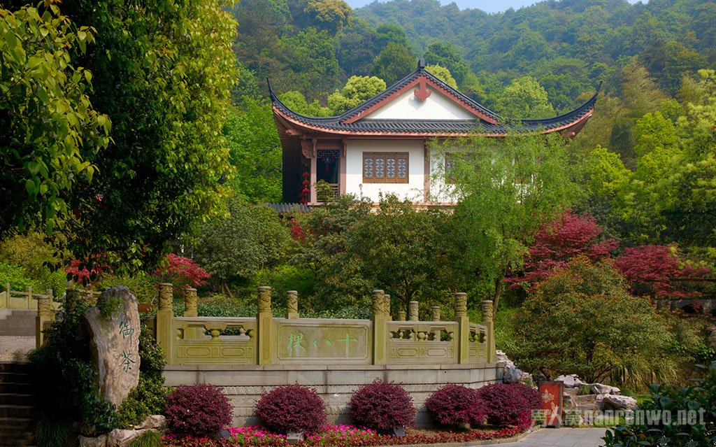 龙井问茶