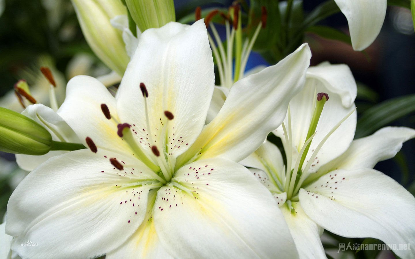 百合花