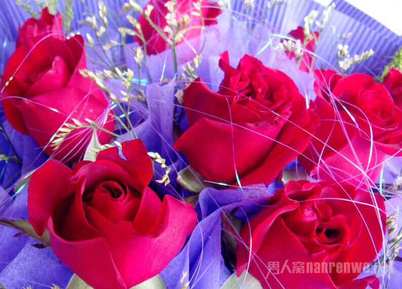 玫瑰花