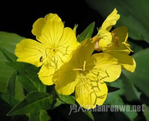 黄色的花