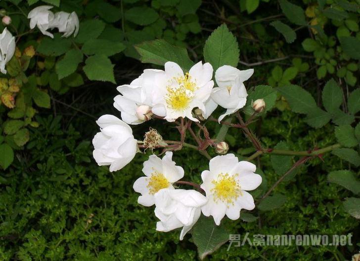 月桂花语