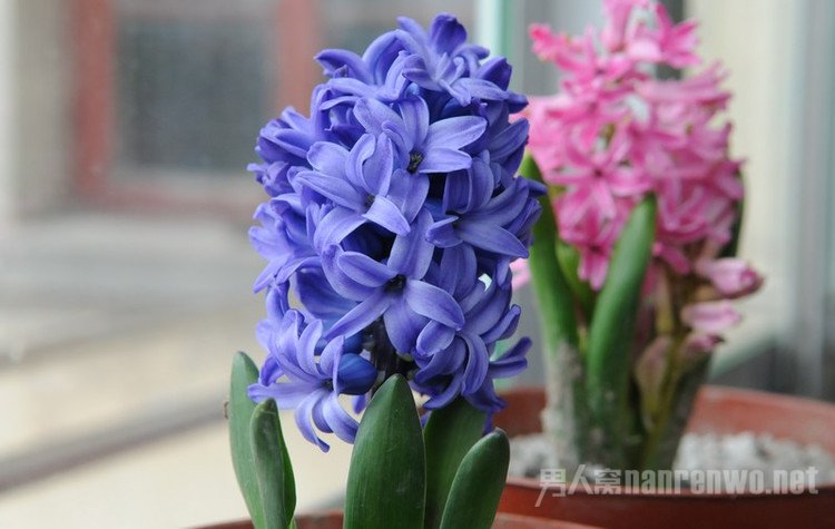 风信子花语