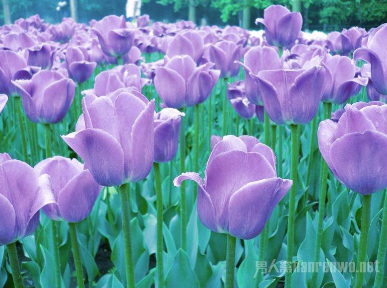 郁金香花语