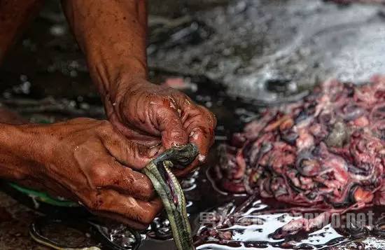 蛇肉
