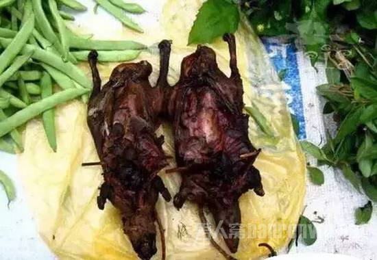 竹鼠