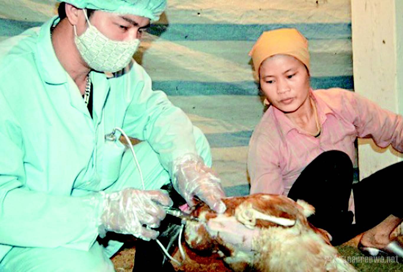 h5n6֢״ʲô