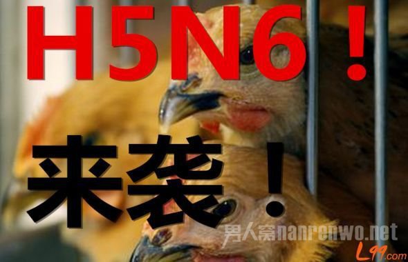 深圳h5n6禽流感