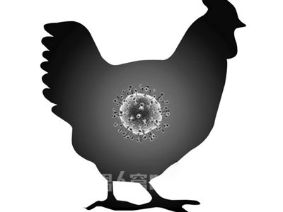 深圳h5n6禽流感爆发一人死亡