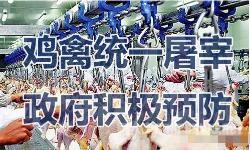 禽流感传播途径