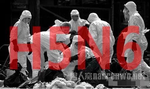 如何预防h5n6禽流感