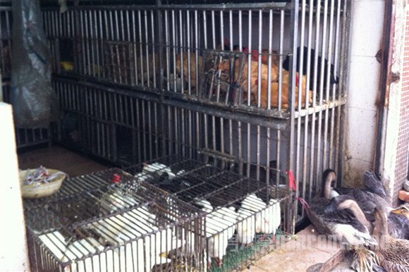 ԤH5N6?