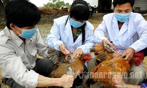 h5n6禽流感最新消息