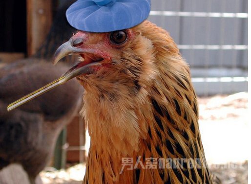 h7n9